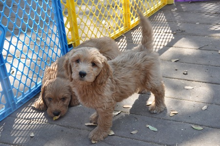 Adoptable goldendoodles best sale near me